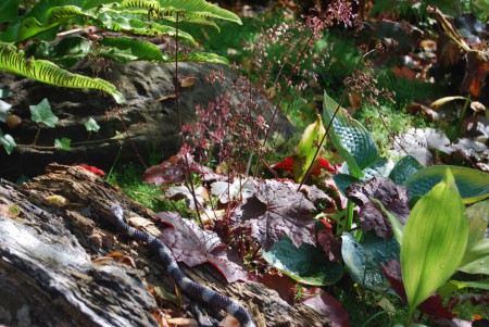 Sous bois - Heuchères, Hostas, 'Le Laboratoire'