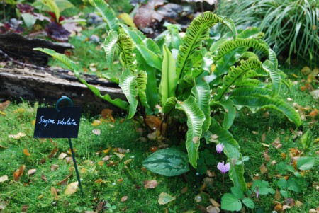 Asplenium scolopendrium Chaumont s/Loire 2011 'Le Laboratoire'