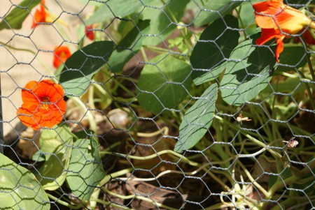 'La cage aux escargots' 'Le Laboratoire'