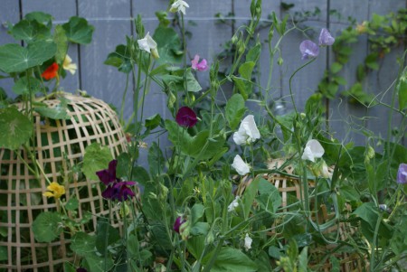 Potager expérimental 'Le Laboratoire'