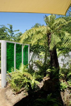 Fougère arborescente