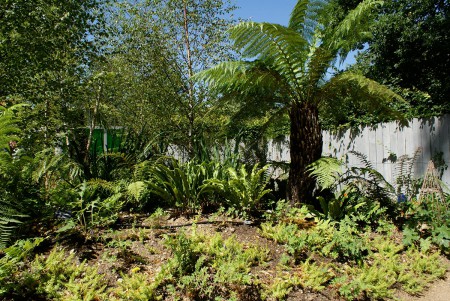 Dicksonia et fougères