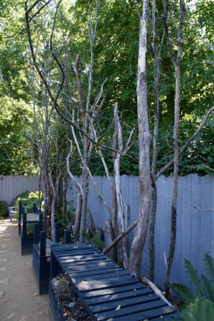 Les arbres morts symbolisant la fin du monde