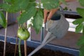 /album/jardin-therapeutique-en-unite-alzheimer-pleurtuit-35-/dsc04745-jpg/