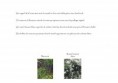 /album/etude-de-restructuration-de-massifs-dans-un-parc-dinard-35-/pages-ecrites2-jpg/