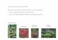/album/etude-de-restructuration-de-massifs-dans-un-parc-dinard-35-/pages-ecrites3-jpg/