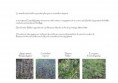 /album/etude-de-restructuration-de-massifs-dans-un-parc-dinard-35-/pages-ecrites5-jpg/
