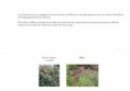 /album/etude-de-restructuration-de-massifs-dans-un-parc-dinard-35-/pages-ecrites7-jpg/
