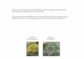/album/etude-de-restructuration-de-massifs-dans-un-parc-dinard-35-/pages-ecrites9-jpg/