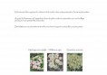 /album/etude-de-restructuration-de-massifs-dans-un-parc-dinard-35-/pages-ecrites11-jpg/