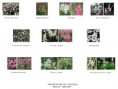 /album/la-conception-cest-quoi-/presentation-vege-rosiers-jpg/